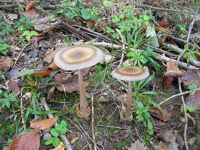 Amanita  battarrae  (Boud.)  Bon